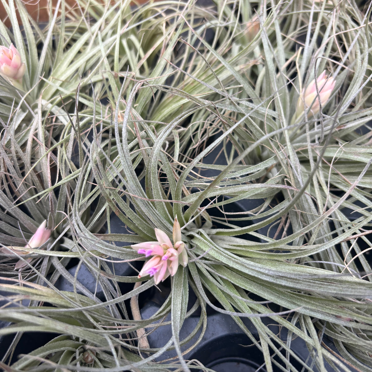 Tillandsia ‘Cotton Candy’ – spectacular air plant with pink-lavender inflorescence