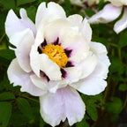 Paeonia suffruticosa - mature specimens