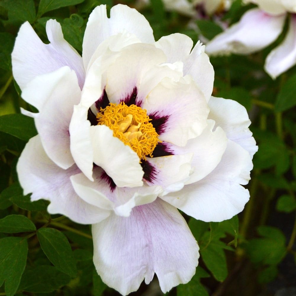 Paeonia suffruticosa - exemplare dezvoltate
