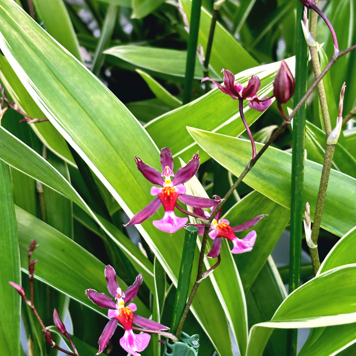 Oncidium Katrin Zoch 'Mieke' (pestrá) - vonné květy
