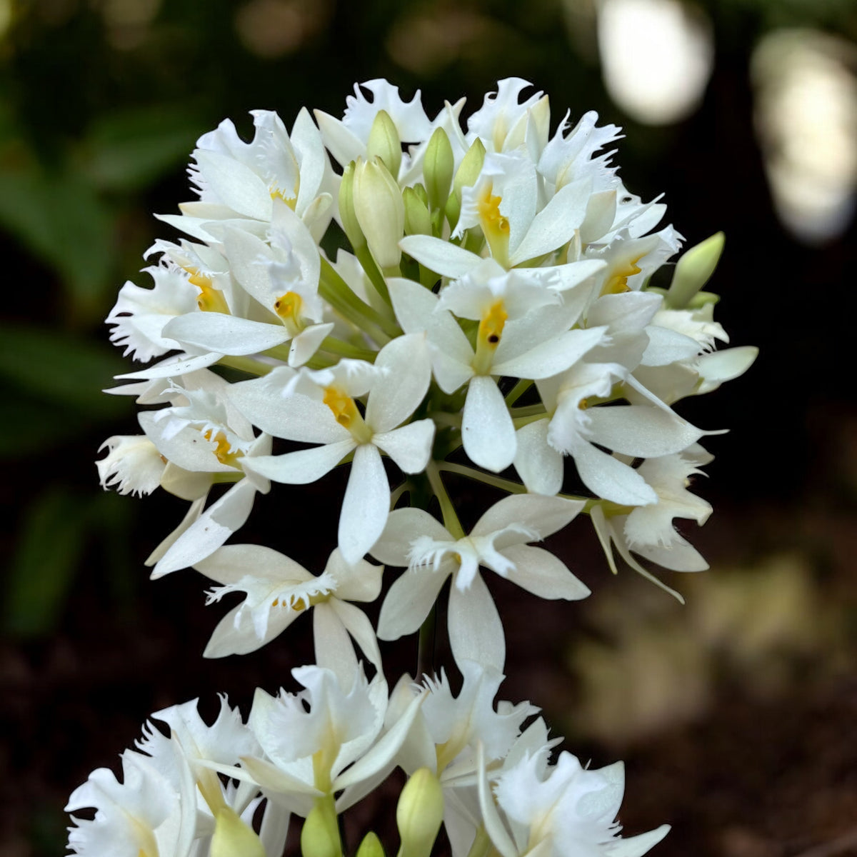 Epidendrum radicans ‘White’ XL
