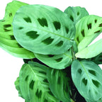 Maranta leuconeura var. kerchoveana (Planta Rugaciunii) - planta tropicala cu model verde spectaculos