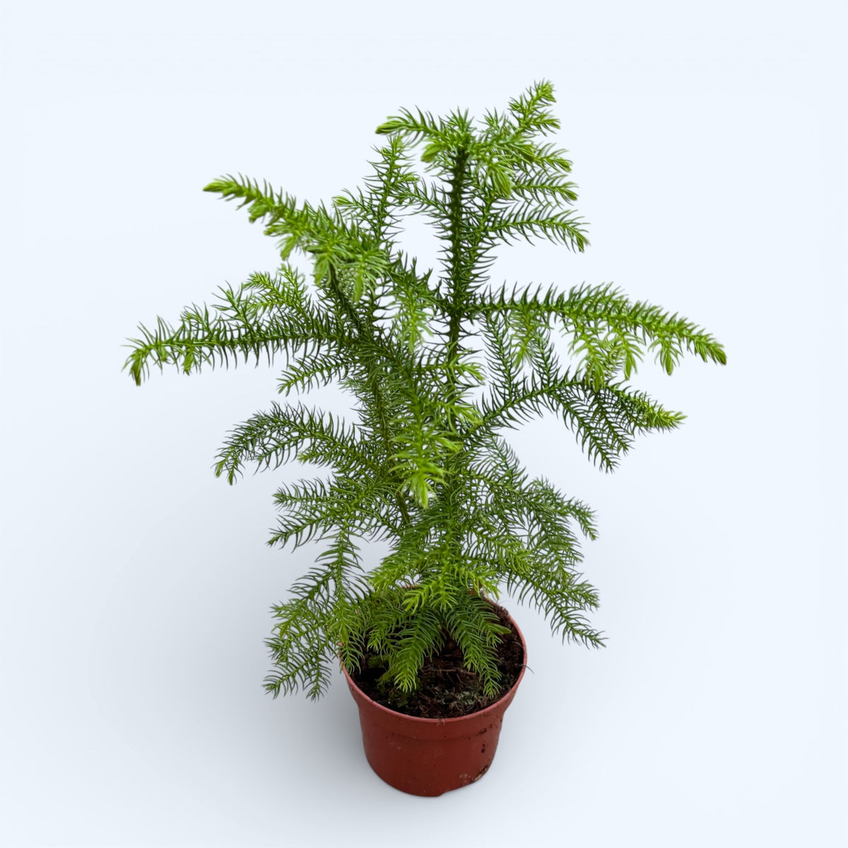Araucaria heterophylla (Norfolk Island pine) 2 plants/pot