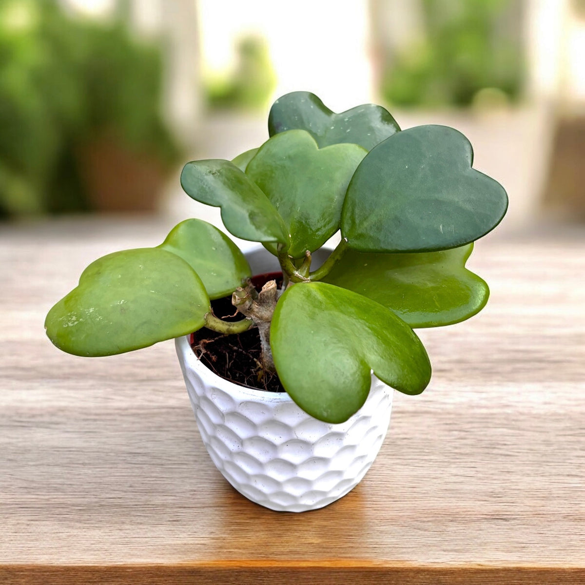 Hoya kerrii - heart-shaped leaves