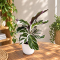 Calathea 'White Fusion' (babyplant)