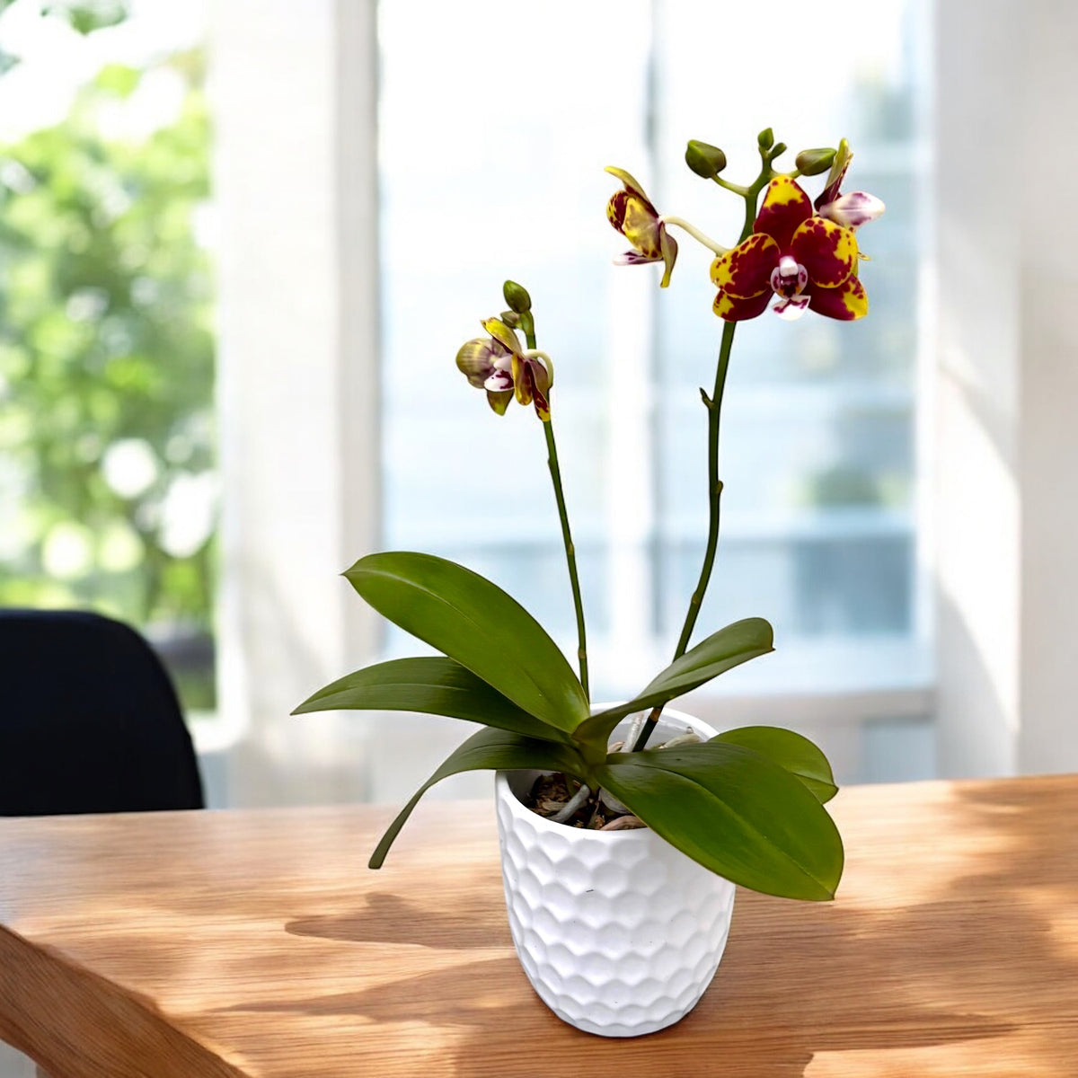 Phalaenopsis Chiada Monica '438'