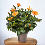 Hibiscus rosa-sinensis 'Sunny Torino' - exemplare XL