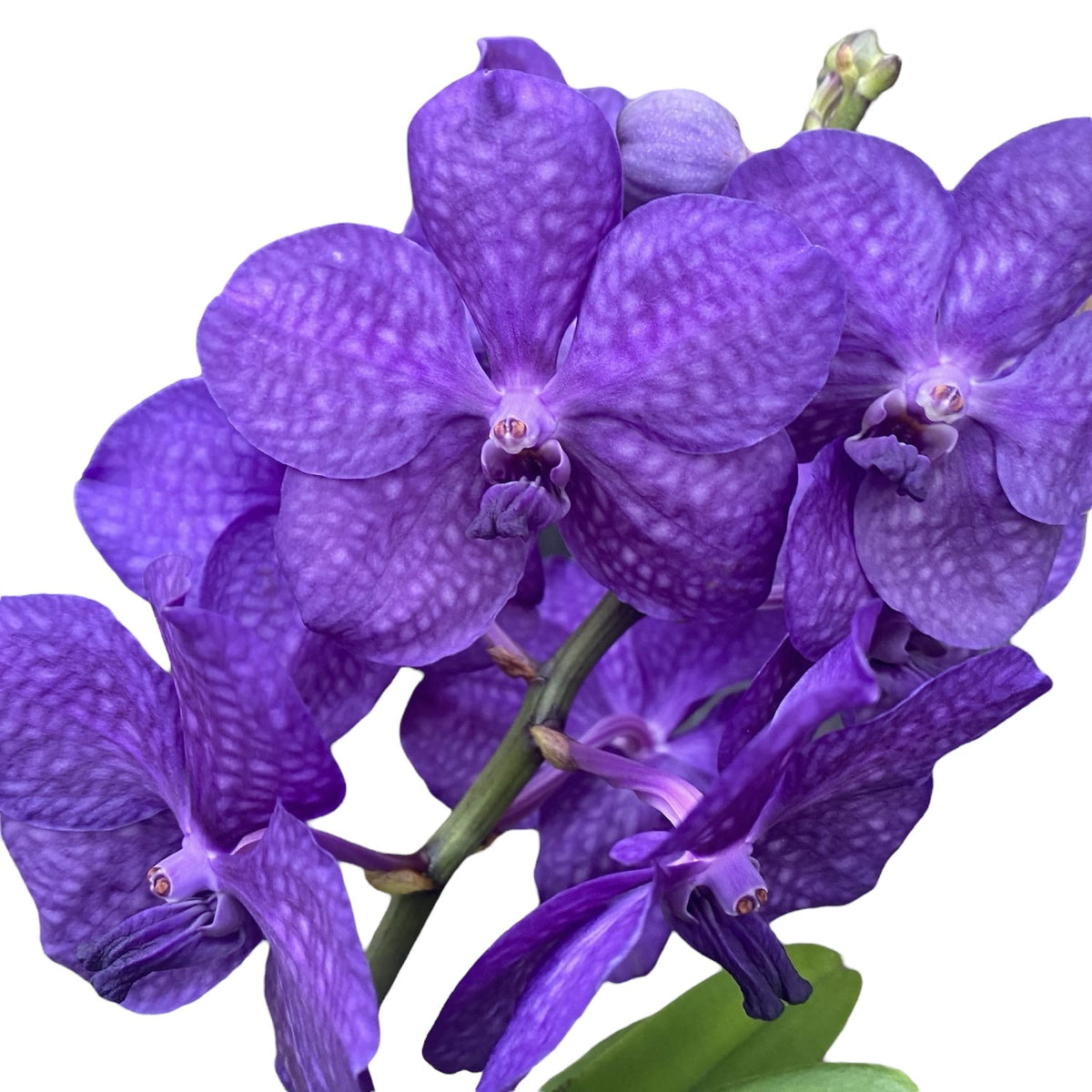 Vanda Tayanee Blue (Ansu)