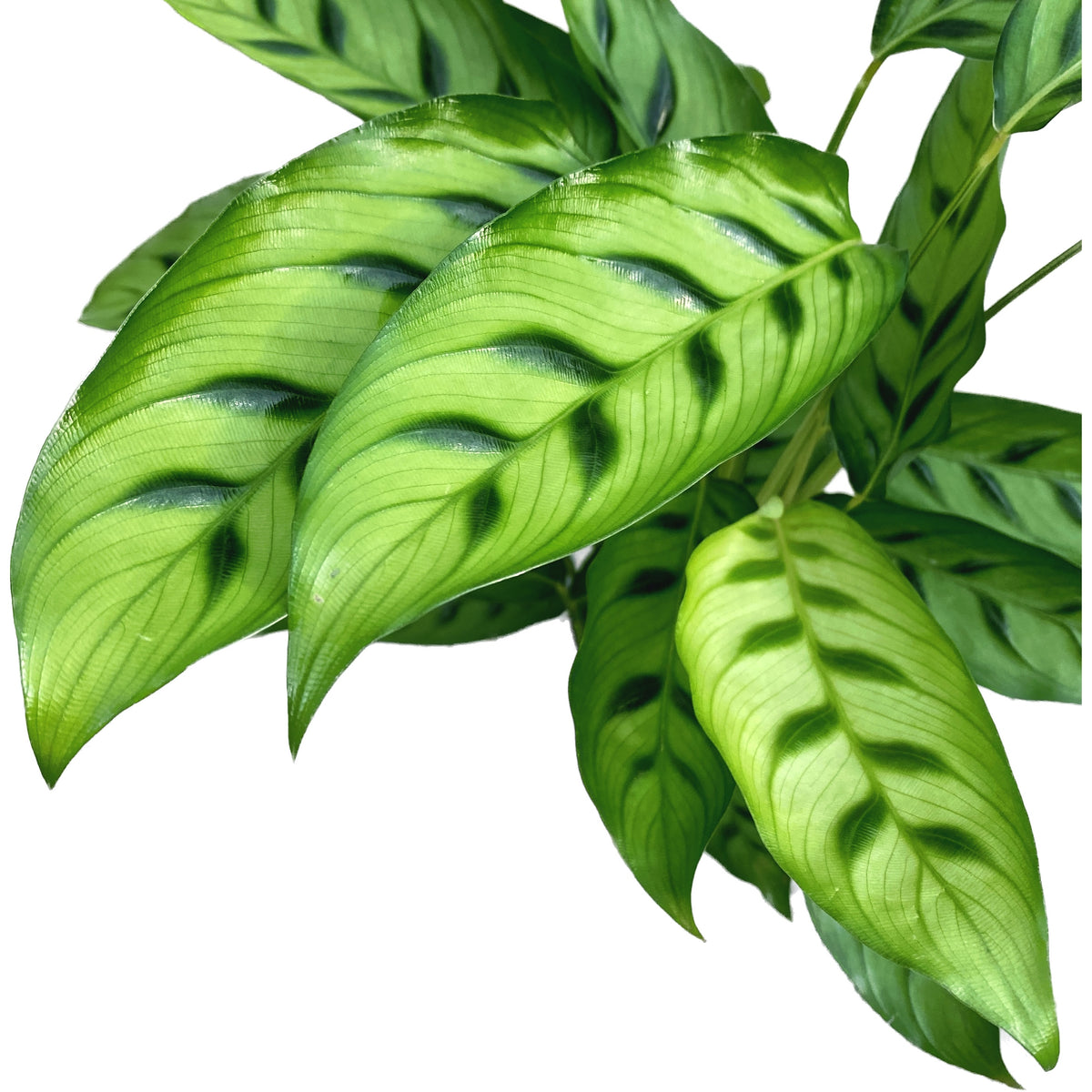 Calathea Leopardina