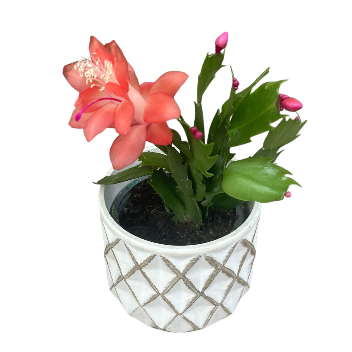 Schlumbergera 'Thor Olivia’ (Christmas Cactus) 2pp