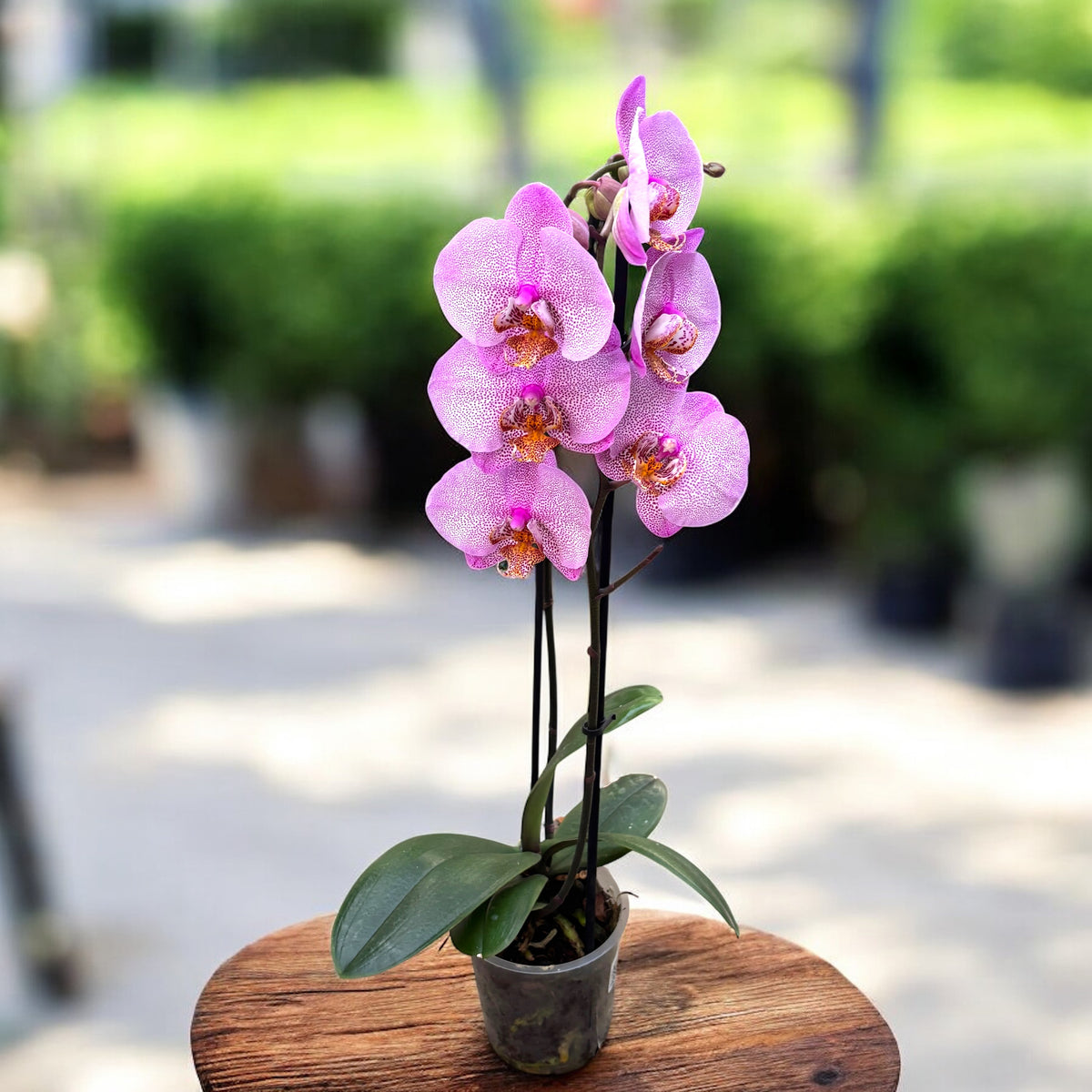 Phalaenopsis Formation D12 - marbled leaves