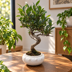Bonsai Ficus Retusa XL (forma S)