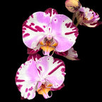 Phalaenopsis Jugendstil