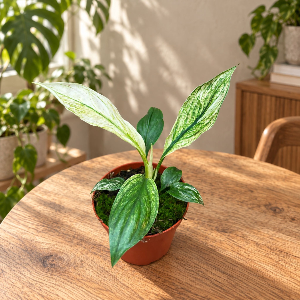 Spathiphyllum Sensation Variegata - crinul pacii variegat, planta de colectie