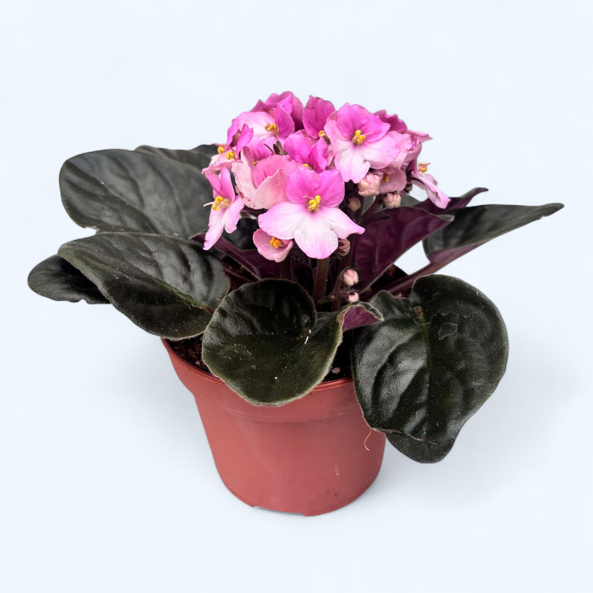 Saintpaulia Trendy Pink - zweifarbige Veilchen
