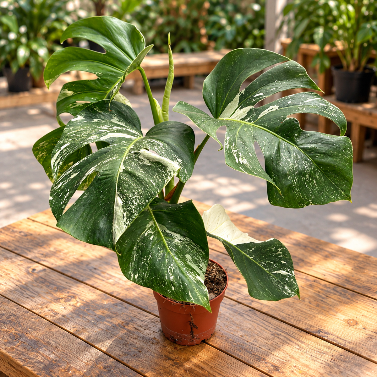 Monstera deliciosa 'Variegata' D15 - exemplare XL