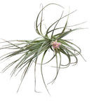 Tillandsia ‘Cotton Candy’ – spectacular air plant with pink-lavender inflorescence