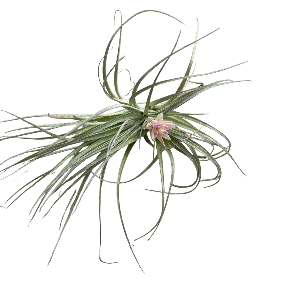 Tillandsia ‘Cotton Candy’ – spectacular air plant with pink-lavender inflorescence