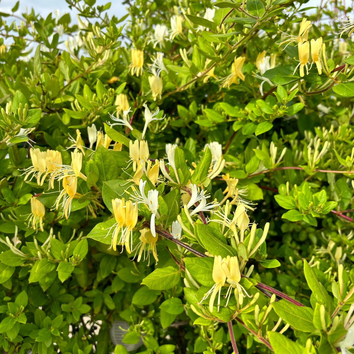 Lonicera japonica 'Halliana' - Mana Maicii Domnului, Caprifoi (evergreen - verde tot anul)