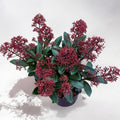 Skimmia Japonica Rubella (Liliacul japonez) XL - 2-3 plante/ghiveci