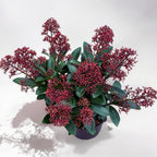 Skimmia Japonica Rubella (Liliacul japonez) XL - 2-3 plante/ghiveci