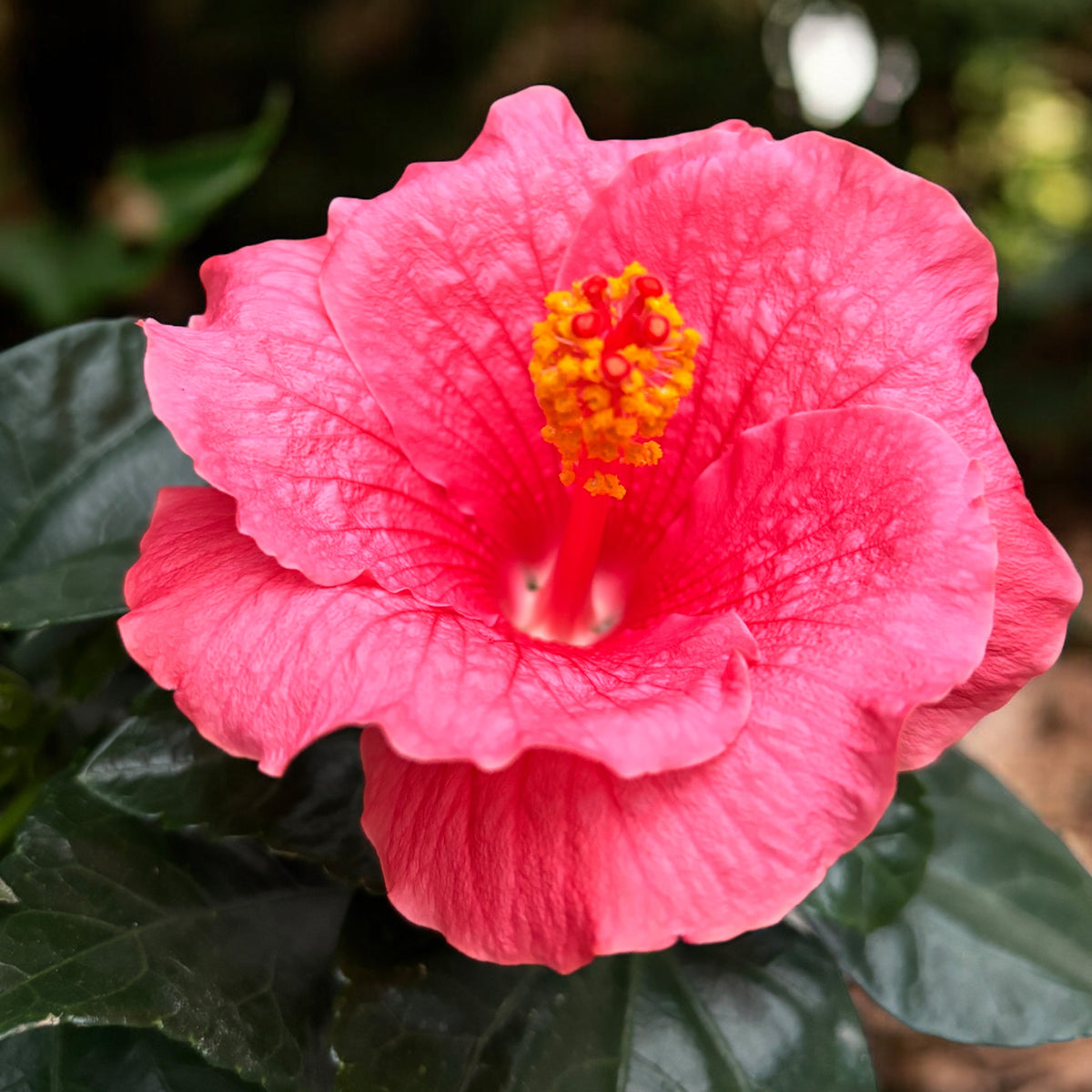 Hibiscus rosa-sinensis ‘Kandy’ - Trandafiri japonezi cu flori roz