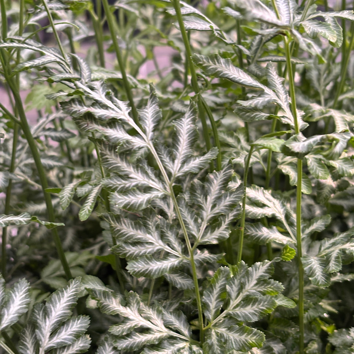 Pteris ensiformis ‘Evergemiensis’ - tropical fern with lacy foliage and silver reflections