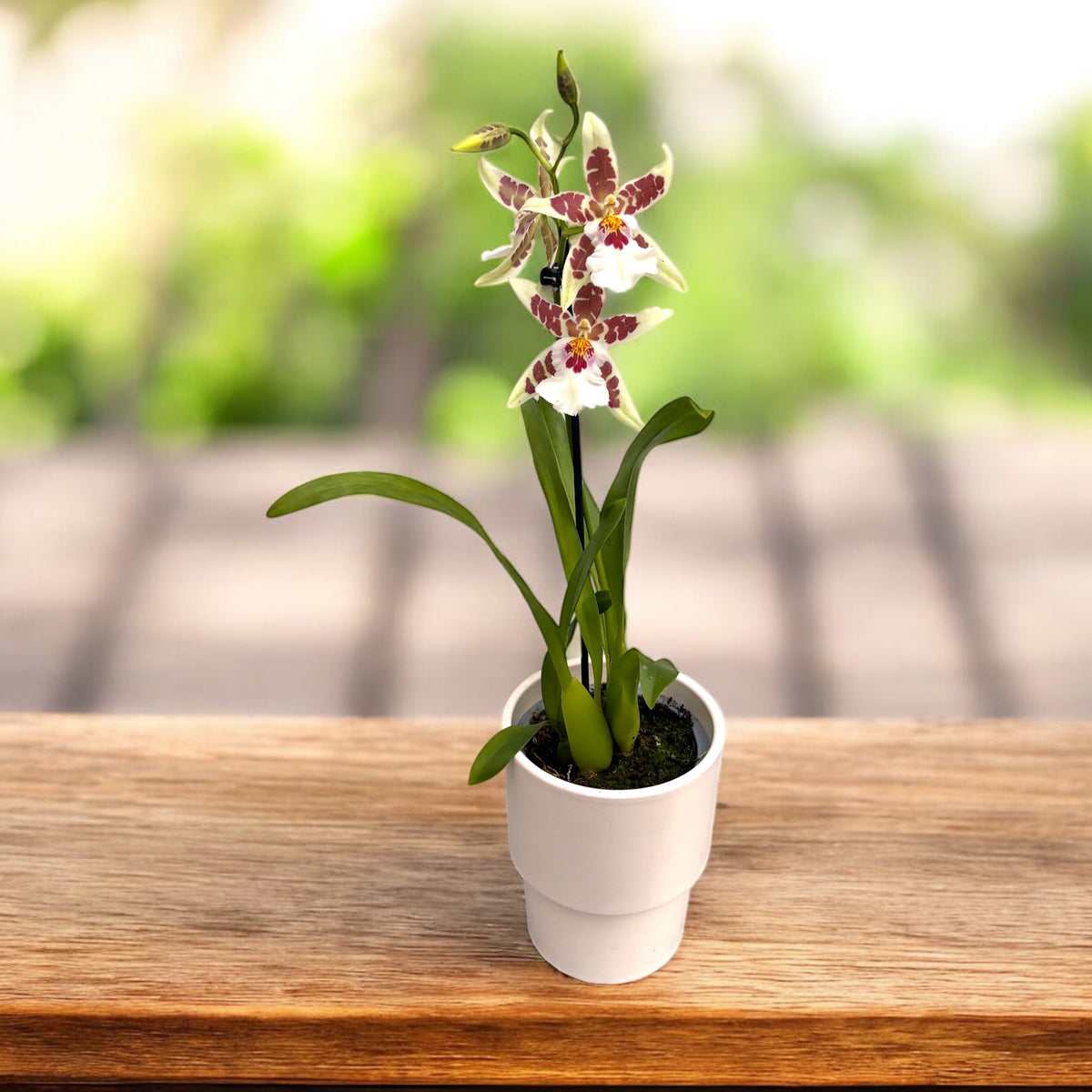 Aliceara Renaissance 'White' - fragrant