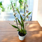 Oncidium (Cyrtocidium) Holm’s Wizard var. #11 - intensely fragrant