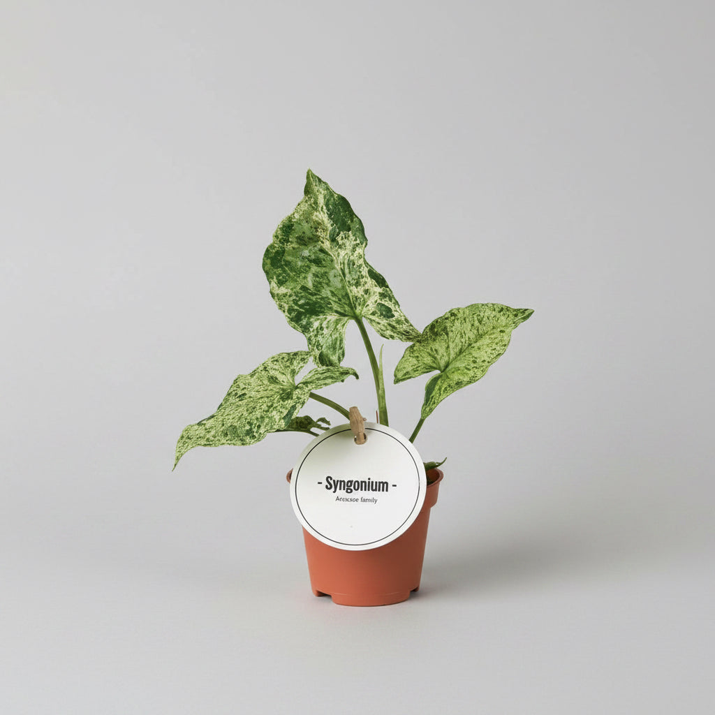Syngonium podophyllum Mottled 'Mojito' - babyplant
