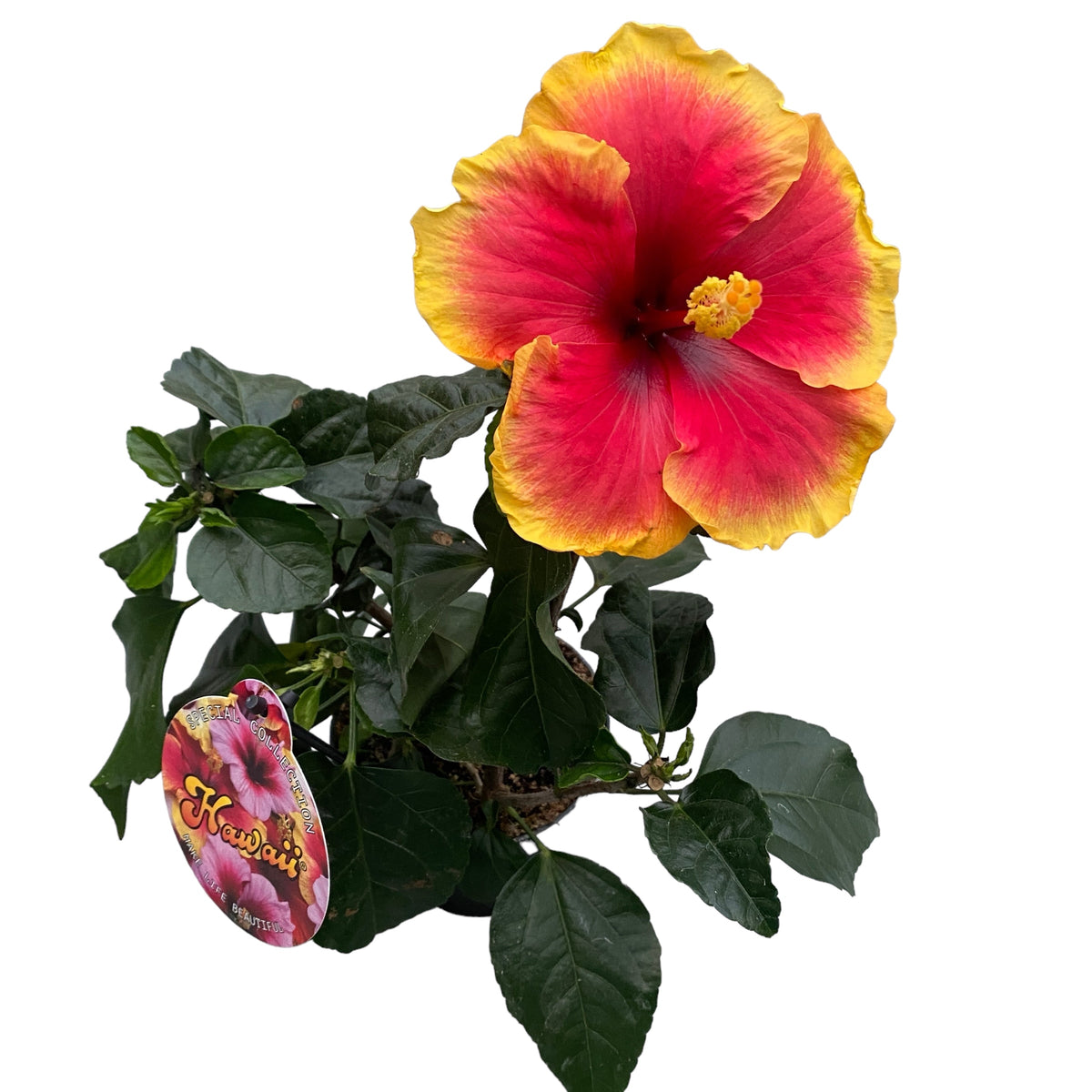 Hibiscus Hawaii ‘Long Life’ Tivoli - flori XL 2pp