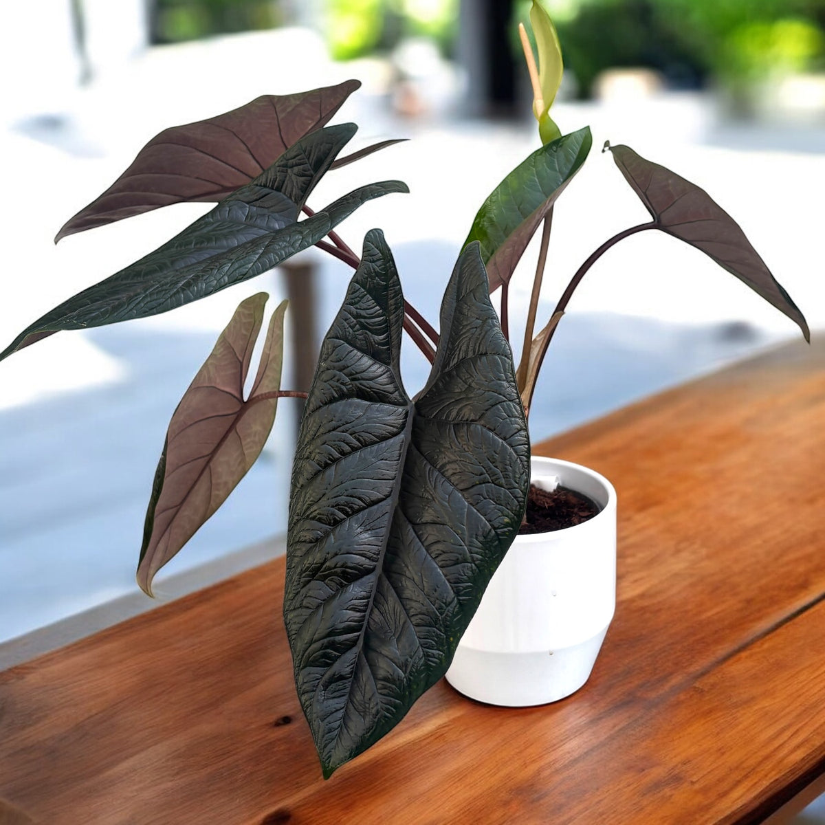Alocasia scalprum – varietate rara cu frunze inguste, cu textura metalica