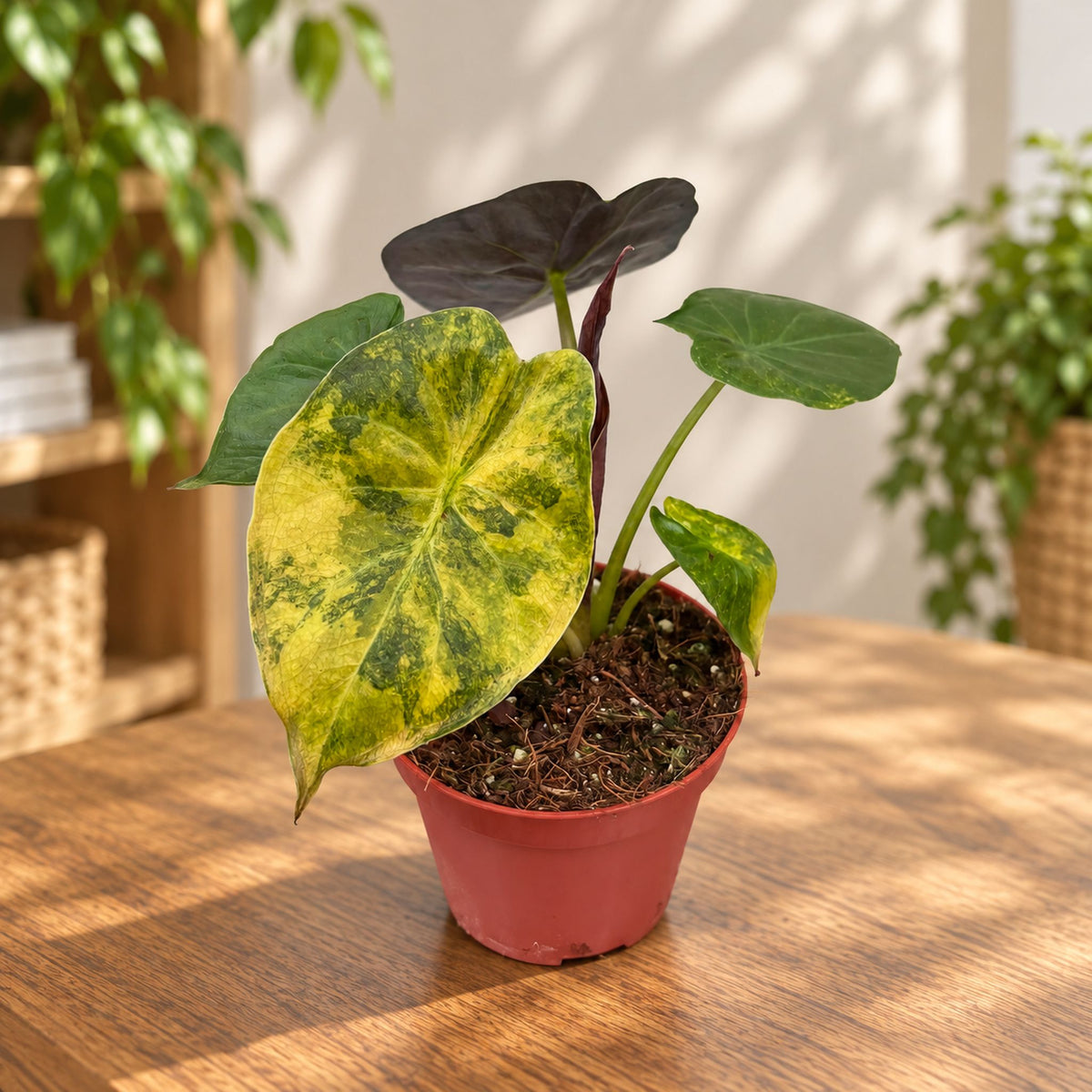 Alocasia wentii 'Aurea'