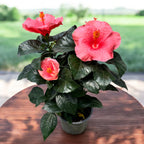 Hibiscus rosa-sinensis ‘Kandy’ - Trandafiri japonezi cu flori roz