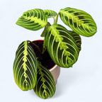 Maranta leuconeura ‘Lemon Lime’ - Prayer plant with neon green foliage
