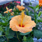 Hibiscus rosa-sinensis 'Sunny Torino' - exemplare XL