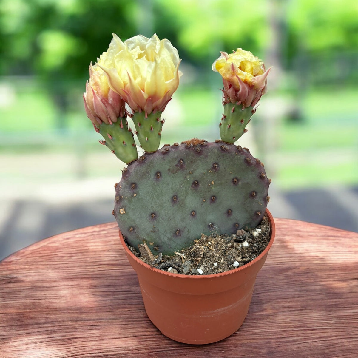 Opuntia azurea – cactus with yellow flowers, drought and frost resistant