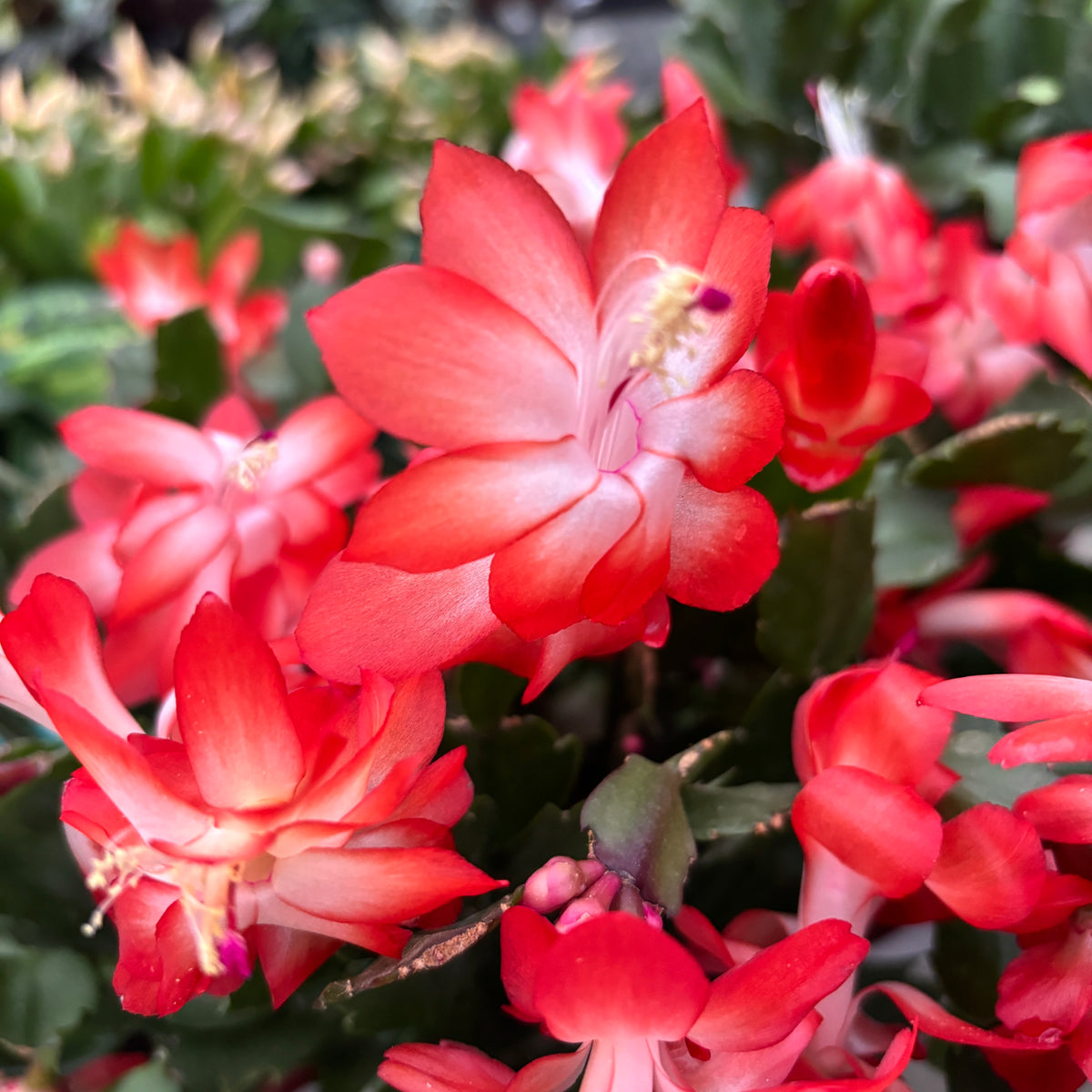 Orange Schlumbergera (Christmas Cactus) 2pp