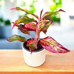 Aglaonema 'Crete Flame' (Red Fire)