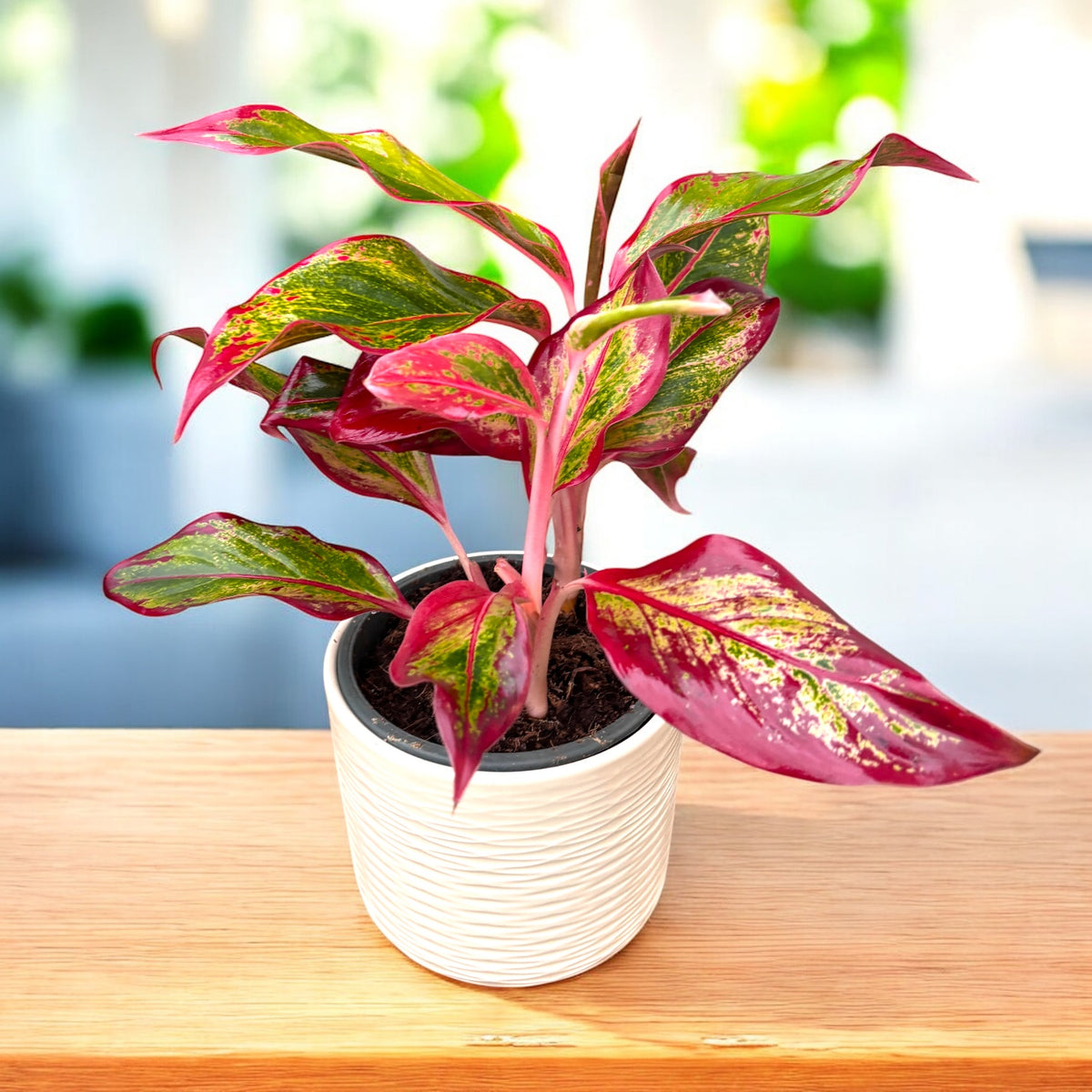 Aglaonema 'Crete Flame' (Red Fire)