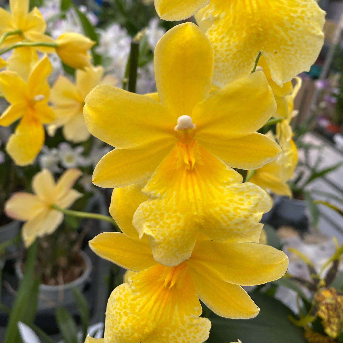 Burrageara Nelly Isler 'Yellow' - fiori intensamente profumati
