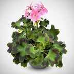 Muscate stelate roz - Pelargonium Fireworks 'Pink'