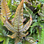 Pteris quadriaurita 'Tricolor' (Painted Brake Fern) - exotic fern with tricolor foliage, ideal for indoors