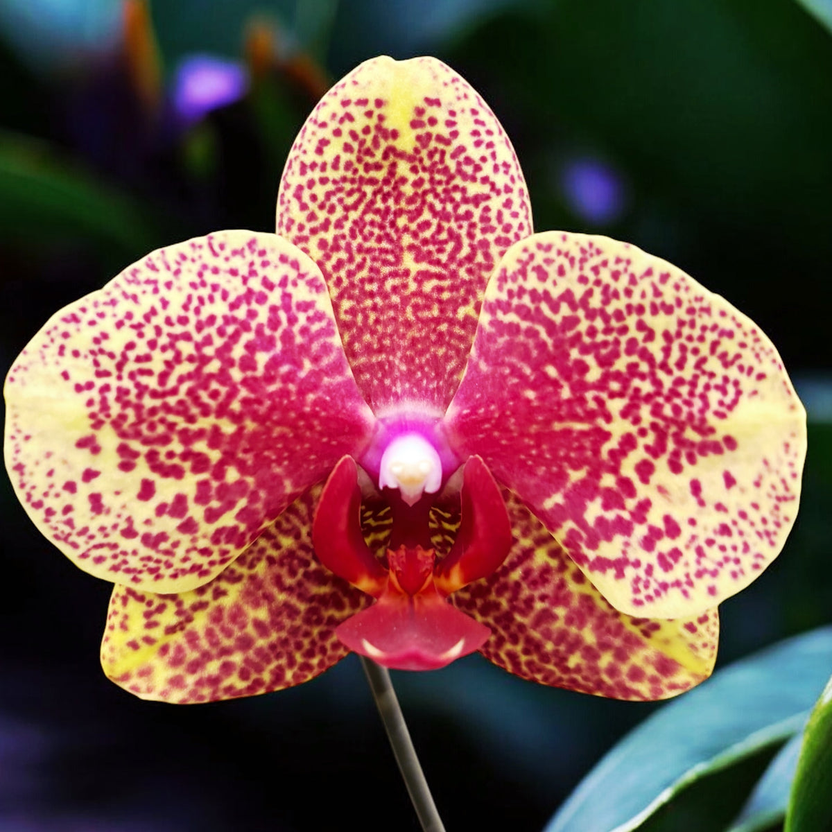 Phalaenopsis Sogo Sun Beauty