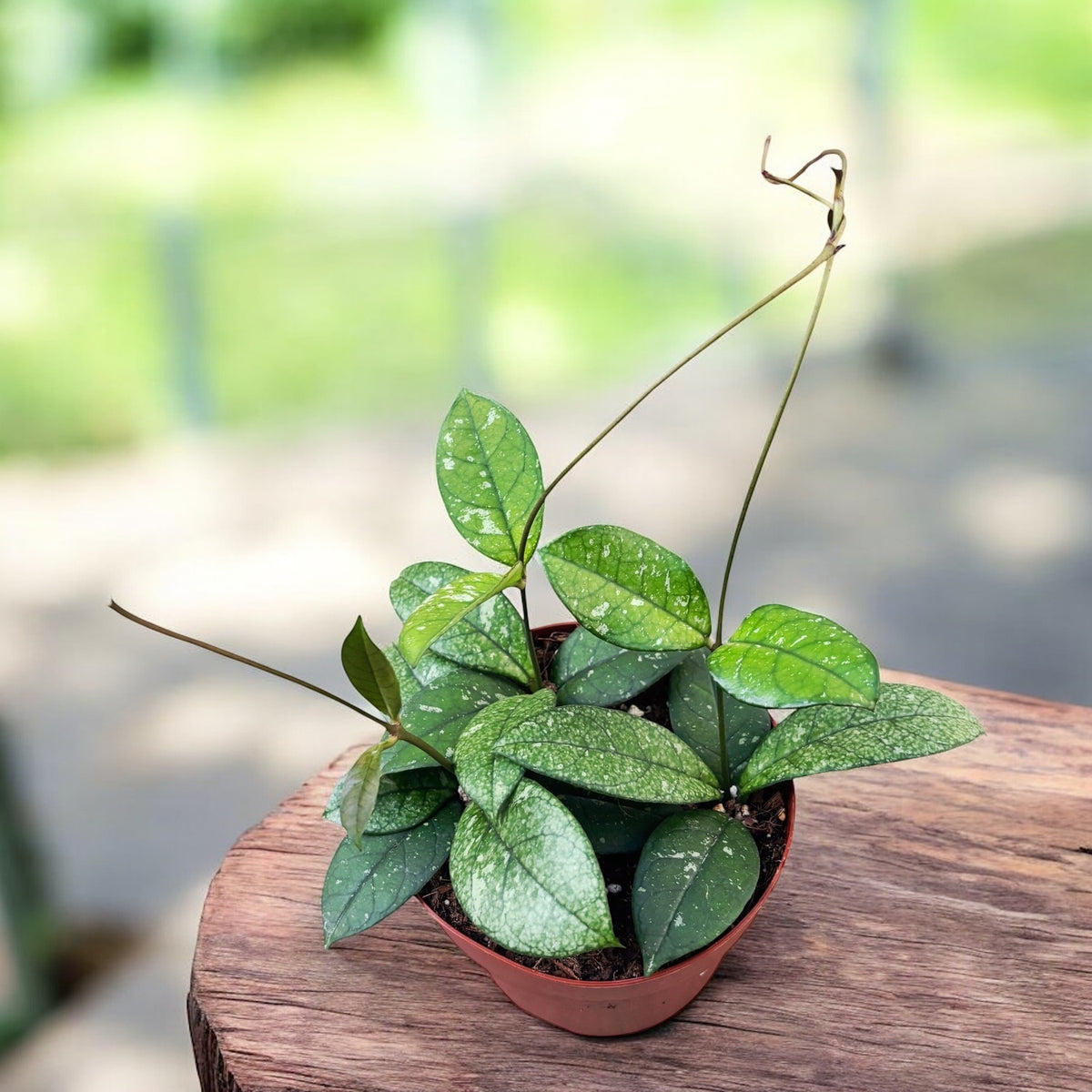 Hoya crassipetiolata 'Splash Round' D12