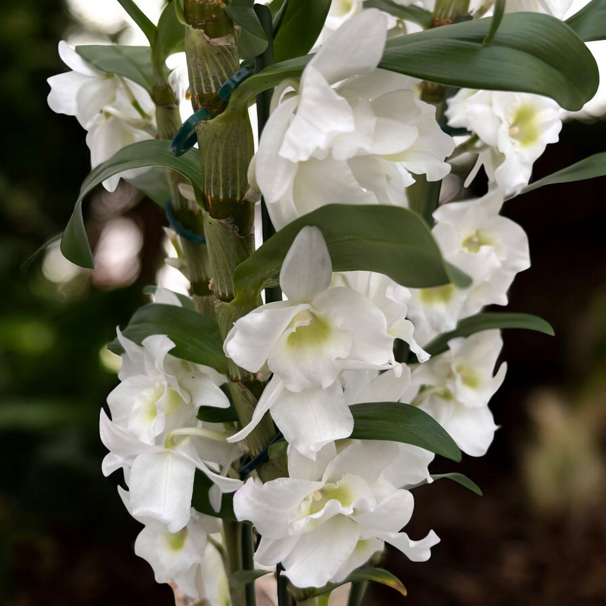 Dendrobium nobile Apollon (flori parfumate)