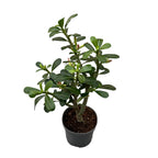 Adenium obesum 'Pink Star' (desert rose)