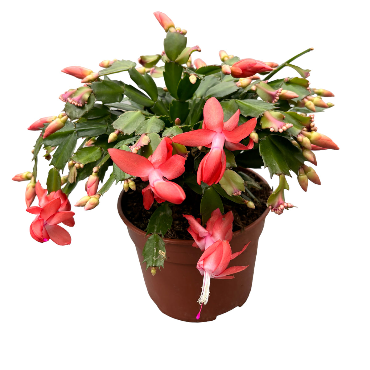 Schlumbergera ‘Orange Flame’ (Craciunita) - exemplare XL