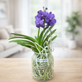 Vanda Tayanee Blue (Ansu)