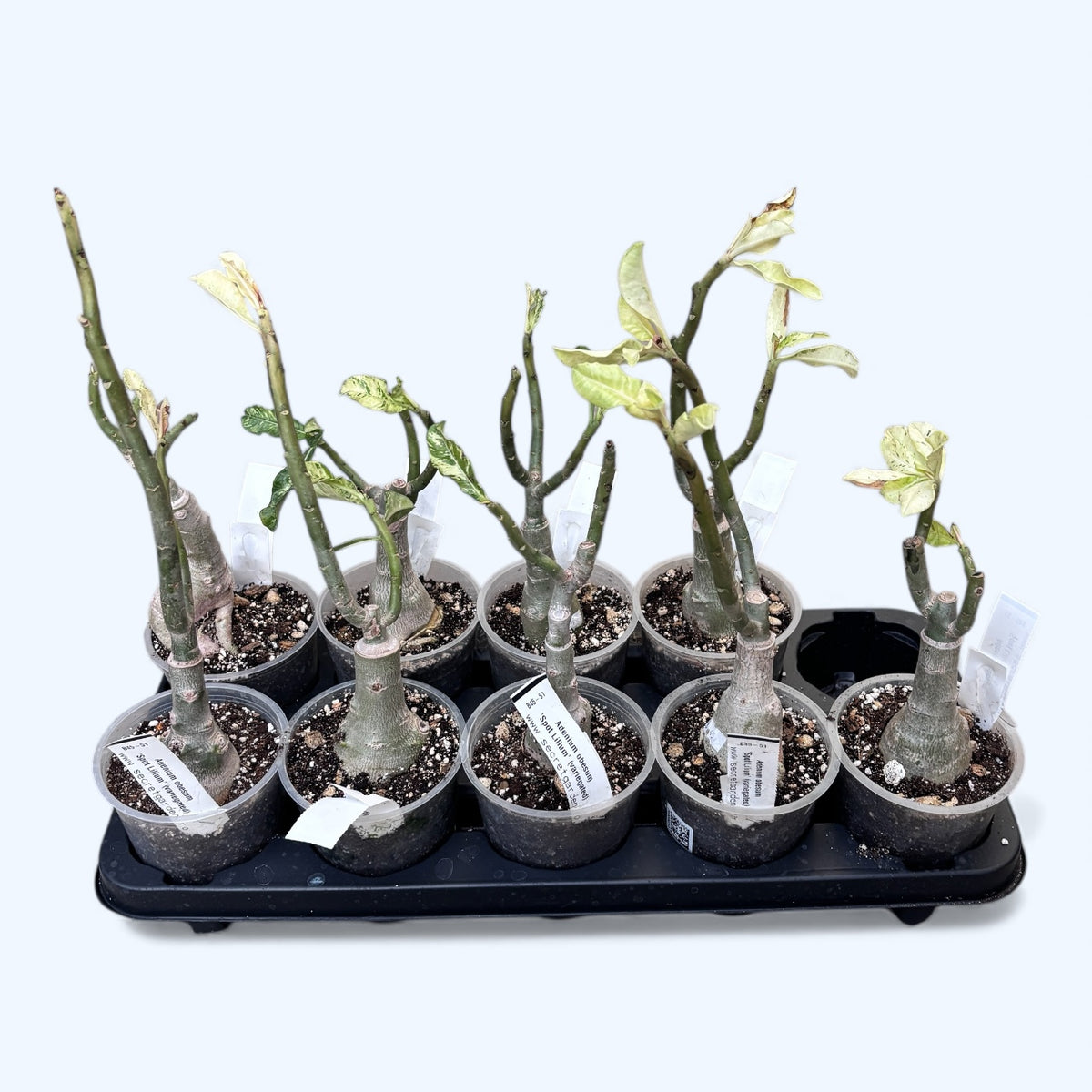 Adenium obesum 'Spot Lilium' (variegated)